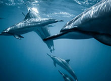 IG接连两波致命掉点,WBG追回部分经济并拿下小龙